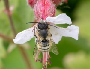 Rød murerbi - Osmia bicornis - Han, , Fotograf Claus Bach.