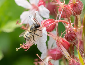 Rød murerbi - Osmia bicornis - Han, , Fotograf Claus Bach.