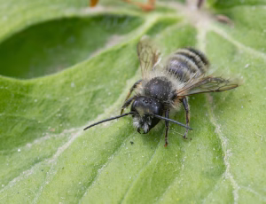 Rød murerbi - Osmia bicornis - Han, , Fotograf Claus Bach.