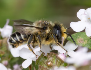 Rosenbladskærerbi - Megachile centuncularis - Han, , Fotograf Claus Bach.