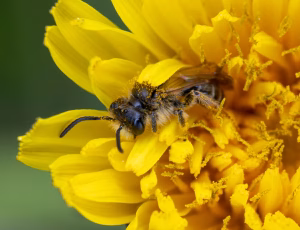 Gulbenet jordbi - Andrena chrysosceles - Han, , Fotograf Claus Bach.