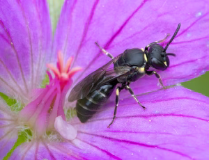 Engmaskebi - Hylaeus confusus - Hun, , Fotograf Claus Bach.