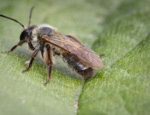 Bredrandet jordbi - Andrena synadelpha - Hun, , Fotograf Claus Bach.