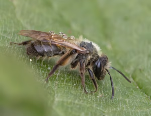 Bredrandet jordbi - Andrena synadelpha - Hun, , Fotograf Claus Bach.
