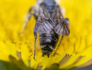 Ranunkelsaksebi - Chelostoma florisomne - Han, , Fotograf Claus Bach.