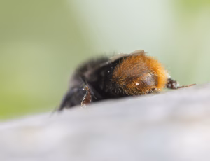 Stenhumle - Bombus lapidarius - Hun, , Fotograf Claus Bach.