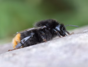 Stenhumle - Bombus lapidarius - Hun, , Fotograf Claus Bach.
