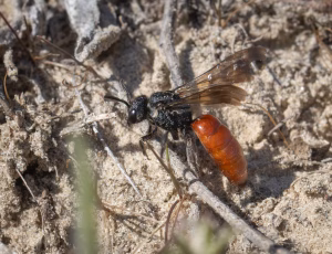 Stor blodbi - Sphecodes albilabris - Hun, , Fotograf Claus Bach.