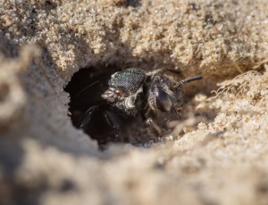 Stor blodbi - Sphecodes albilabris - Hun, , Fotograf Claus Bach.