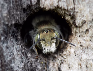 Blå murerbi - Osmia caerulescens - Han, , Fotograf Claus Bach.
