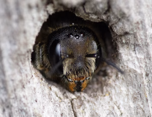 Kurvmurerbi - Osmia leaiana - Hun, , Fotograf Claus Bach.