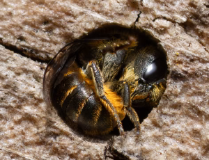 Kurvmurerbi - Osmia leaiana - Hun, , Fotograf Claus Bach.