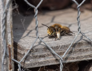 Træboende bladskærerbi - Megachile willughbiella - Han, , Fotograf Claus Bach.