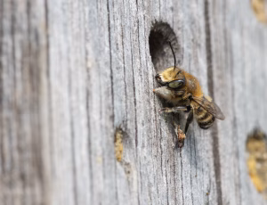 Træboende bladskærerbi - Megachile willughbiella - Han, , Fotograf Claus Bach.