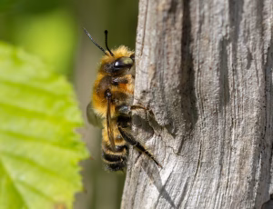 Træboende bladskærerbi - Megachile willughbiella - Han, , Fotograf Claus Bach.