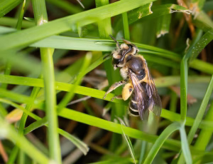 Ærtejordbi - Andrena wilkella - Hun, , Fotograf Claus Bach.
