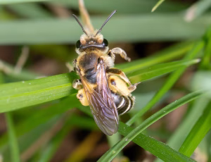 Ærtejordbi - Andrena wilkella - Hun, , Fotograf Claus Bach.