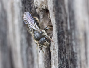 Sort panserbi - Stelis phaeoptera - Han, , Fotograf Claus Bach.