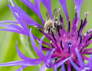 Kurvmurerbi - Osmia leaiana - Han, , Fotograf Claus Bach.