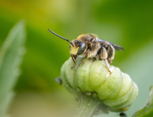 Hvidbenet oliebi - Macropis europaea - Han, , Fotograf Claus Bach.