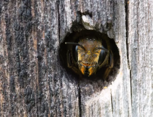 Kurvmurerbi - Osmia leaiana - Hun, , Fotograf Claus Bach.