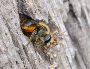 Kurvmurerbi - Osmia leaiana - Hun, , Fotograf Claus Bach.