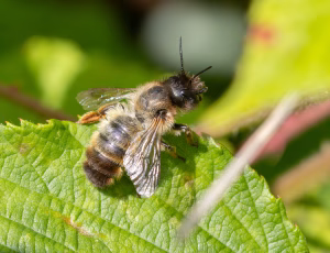Rød murerbi - Osmia bicornis - Hun, , Fotograf Claus Bach.