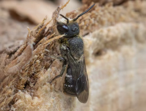 Hulbi - Heriades truncorum - Han, , Fotograf Claus Bach.