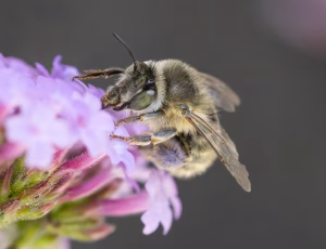 Havevægbi - Anthophora quadrimaculata - Hun, , Fotograf Claus Bach.