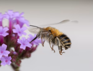 Havevægbi - Anthophora quadrimaculata - Han, , Fotograf Claus Bach.