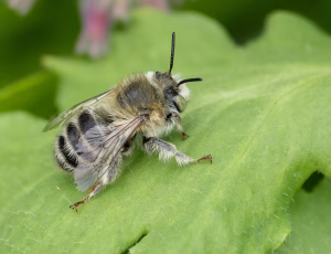 Havevægbi - Anthophora quadrimaculata - Han, , Fotograf Claus Bach.