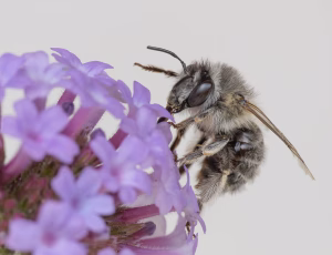 Havevægbi - Anthophora quadrimaculata - Hun, , Fotograf Claus Bach.