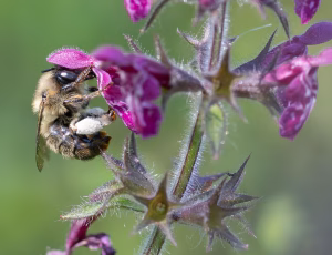 Galtetandvægbi - Anthophora furcata - Hun, , Fotograf Claus Bach.