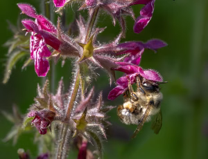 Galtetandvægbi - Anthophora furcata - Hun, , Fotograf Claus Bach.
