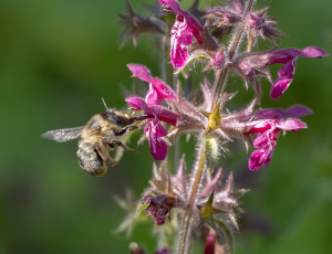 Galtetandvægbi - Anthophora furcata - Hun, , Fotograf Claus Bach.