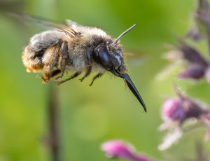 Galtetandvægbi - Anthophora furcata - Hun, , Fotograf Claus Bach.