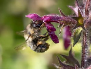 Galtetandvægbi - Anthophora furcata - Hun, , Fotograf Claus Bach.