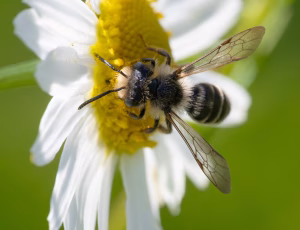 Tandet jordbi - Andrena denticulata - Han, , Fotograf Claus Bach.