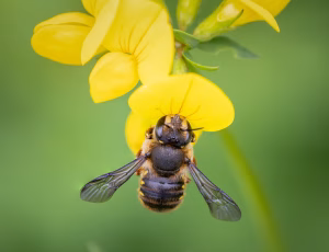 Stor uldbi - Anthidium manicatum - Han, , Fotograf Claus Bach.