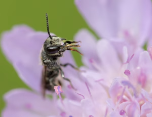 Hulbi - Heriades truncorum - Han, , Fotograf Claus Bach.