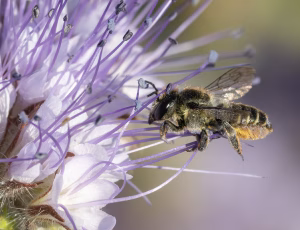 Rosenbladskærerbi - Megachile centuncularis - Hun, , Fotograf Claus Bach.