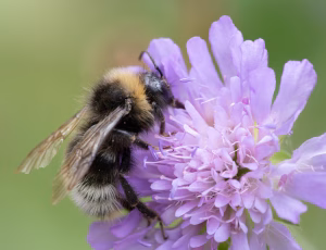 Skovsnyltehumle - Bombus sylvestris - Hun, , Fotograf Claus Bach.