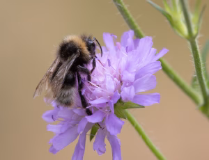 Skovsnyltehumle - Bombus sylvestris - Hun, , Fotograf Claus Bach.