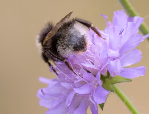 Skovsnyltehumle - Bombus sylvestris - Hun, , Fotograf Claus Bach.