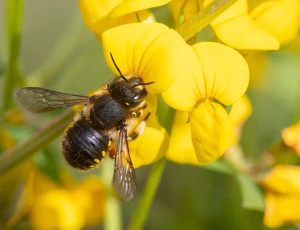 Stor uldbi - Anthidium manicatum - Han, , Fotograf Claus Bach.