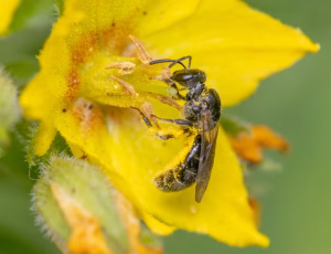 Frynset smalbi - Lasioglossum sexstrigatum - Hun, , Fotograf Claus Bach.