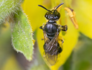 Frynset smalbi - Lasioglossum sexstrigatum - Hun, , Fotograf Claus Bach.