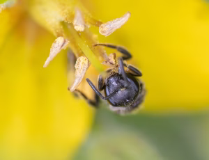 Frynset smalbi - Lasioglossum sexstrigatum - Hun, , Fotograf Claus Bach.