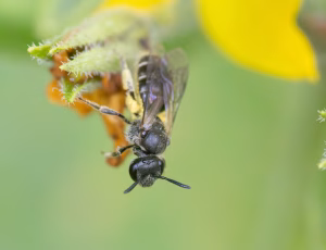 Frynset smalbi - Lasioglossum sexstrigatum - Hun, , Fotograf Claus Bach.
