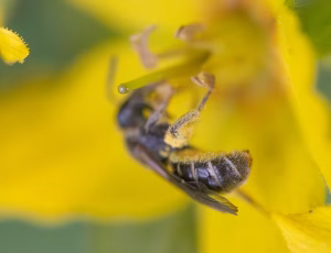 Frynset smalbi - Lasioglossum sexstrigatum - Hun, , Fotograf Claus Bach.
